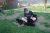 Offspring M